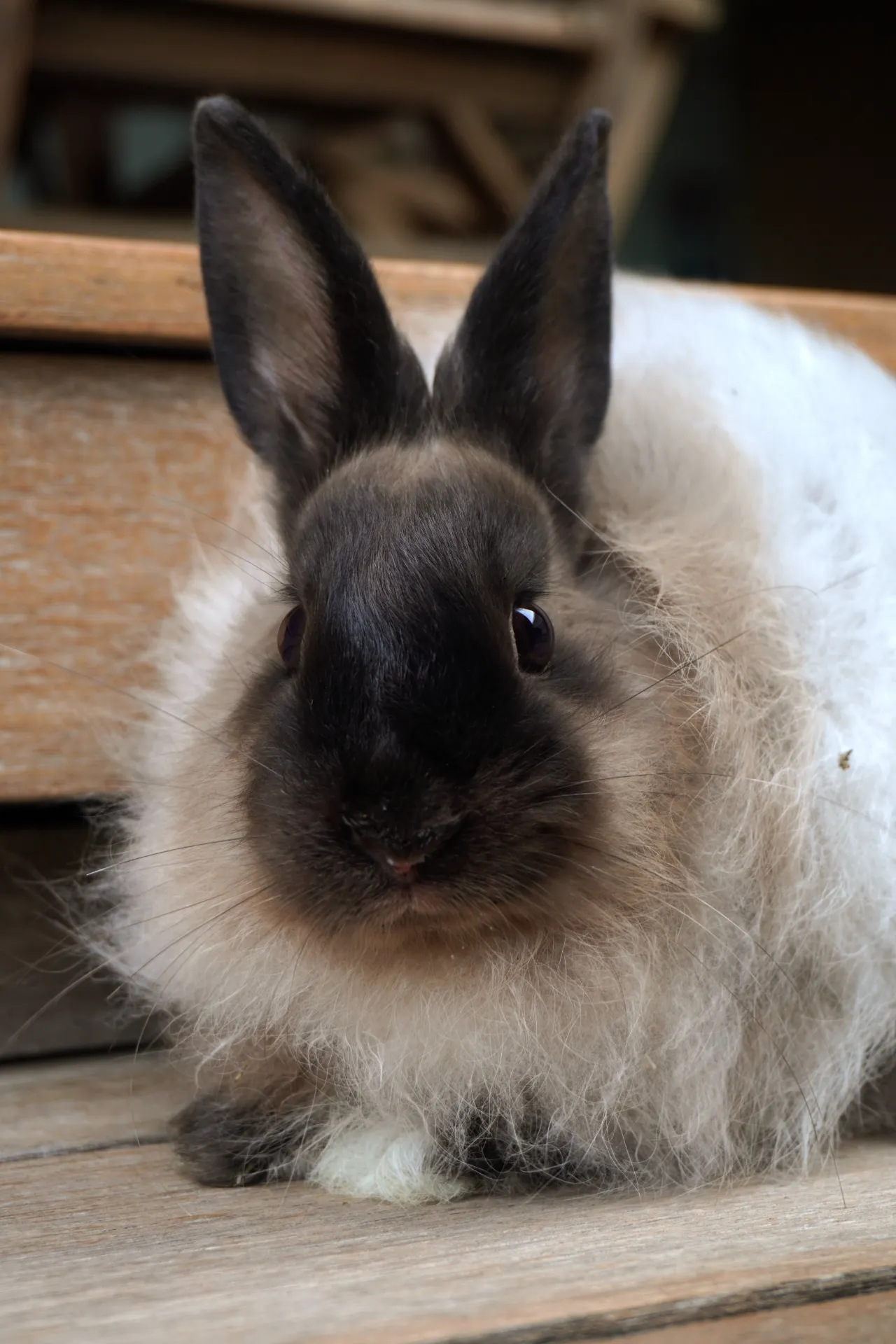 Foster | Hop and Flop Rabbit Rescue