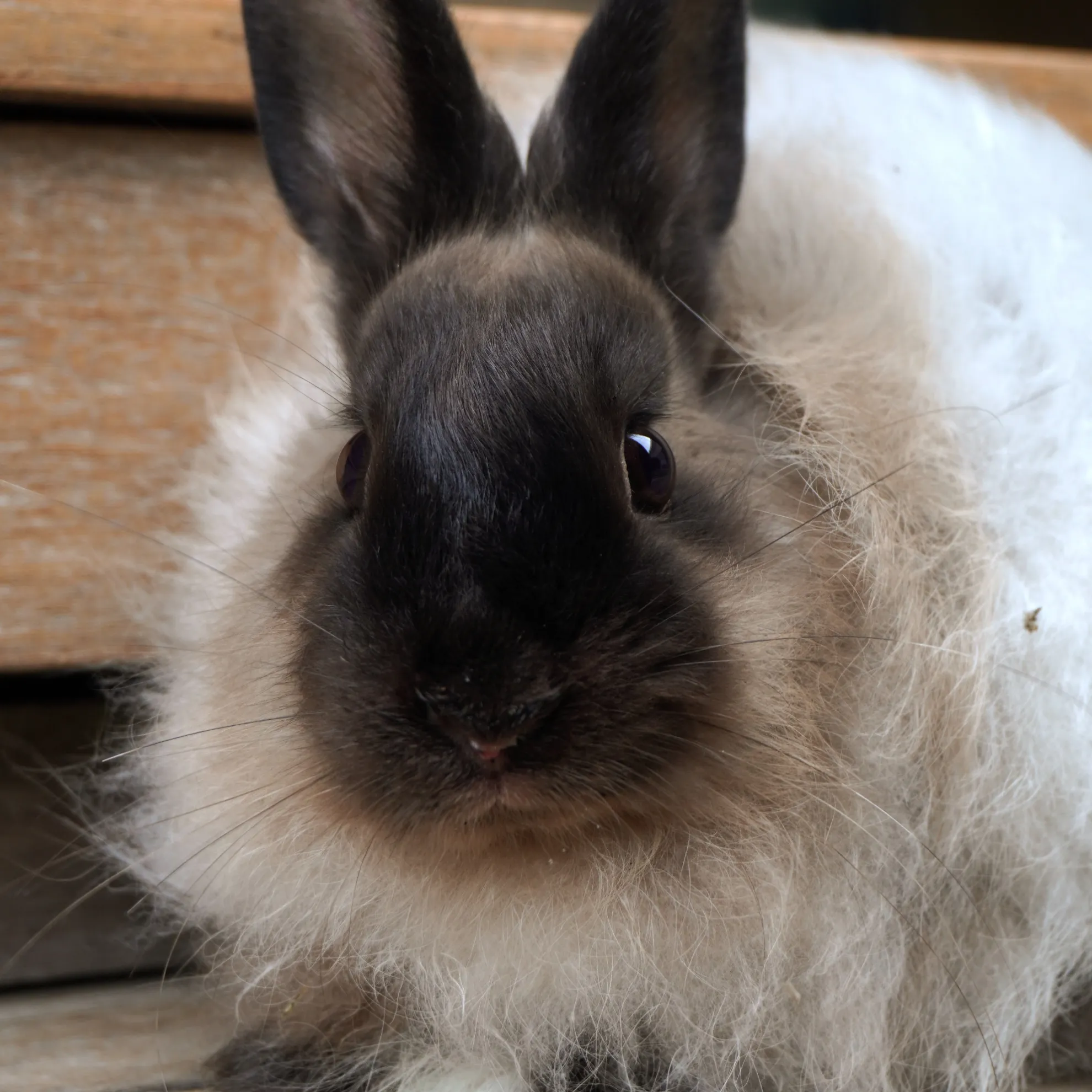 Fish Burd Rabbit Fish | Hop and Flop Rabbit Rescue