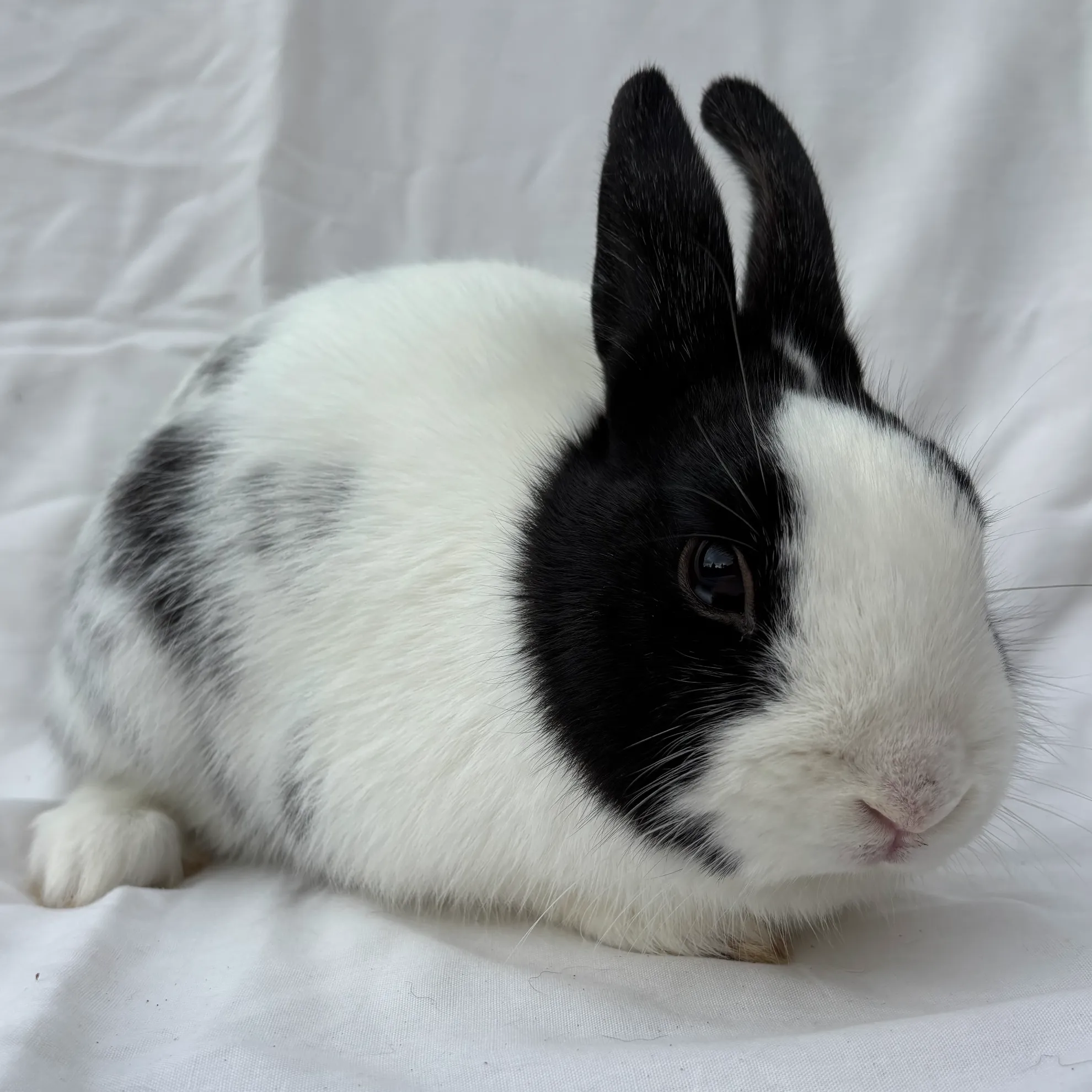 Merlin | Hop and Flop Rabbit Rescue