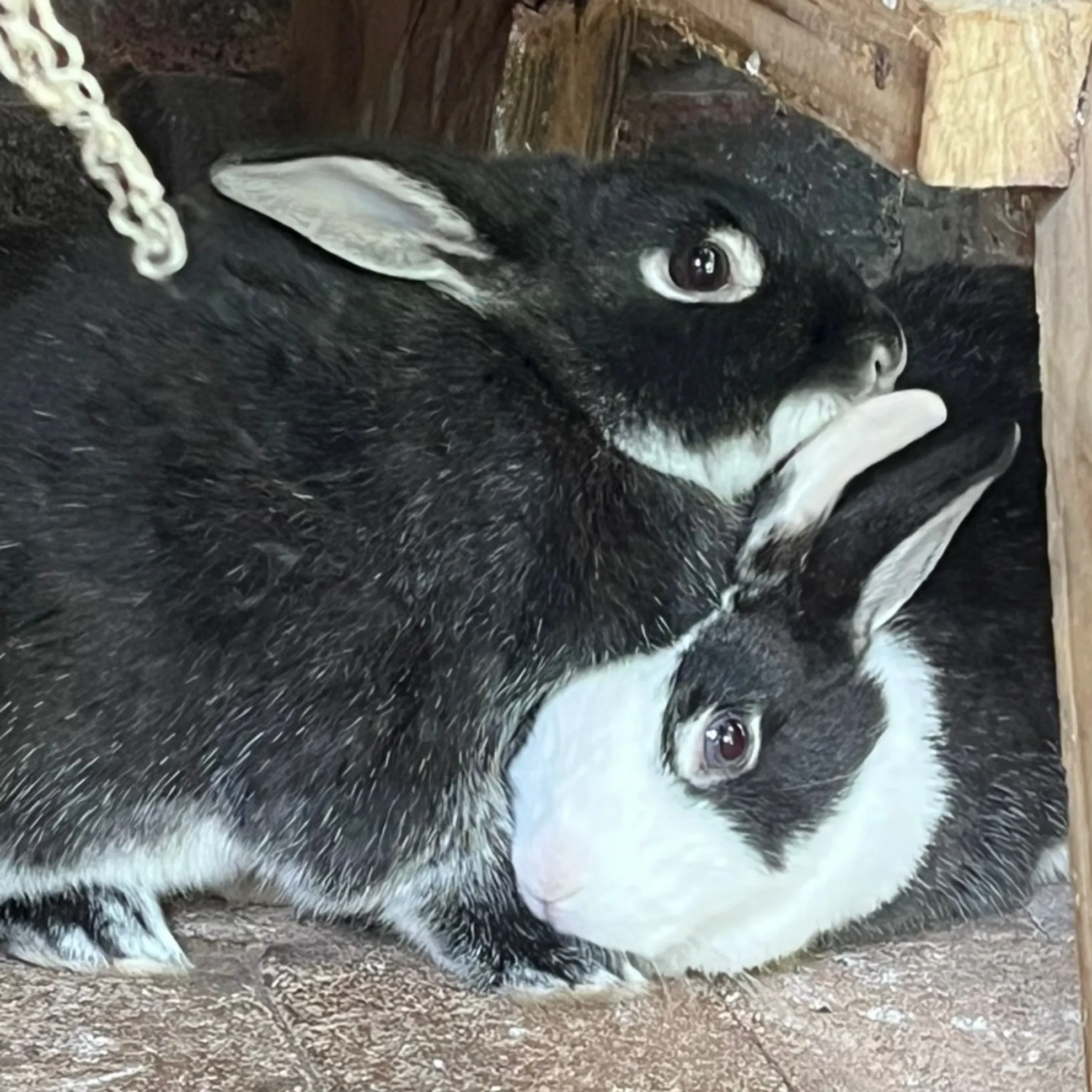 Milly | Hop and Flop Rabbit Rescue