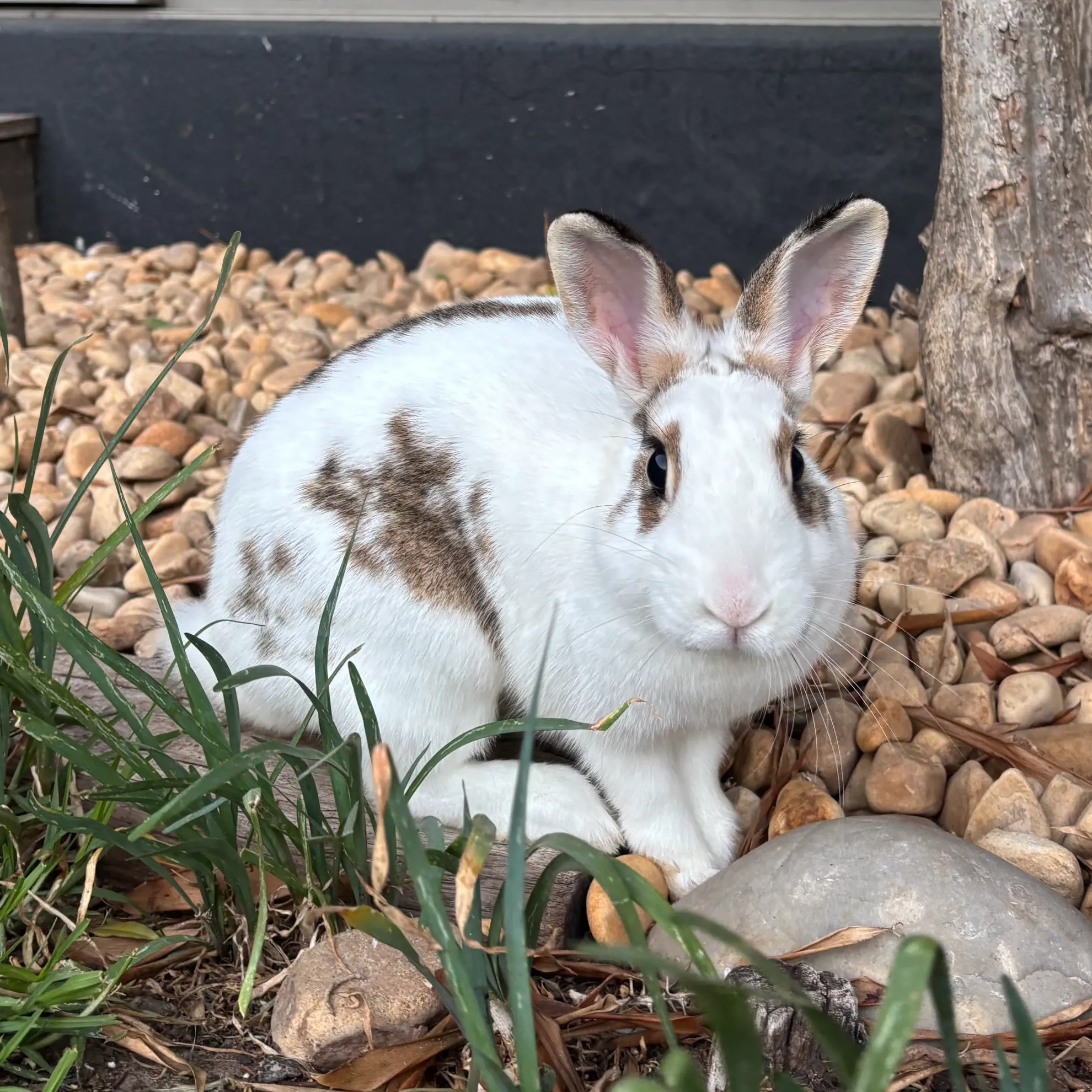 Brolly Hop Rabbit Rosie | Hop and Flop Rabbit Rescue